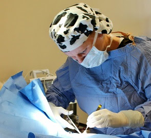 Memorial Animal Hospital