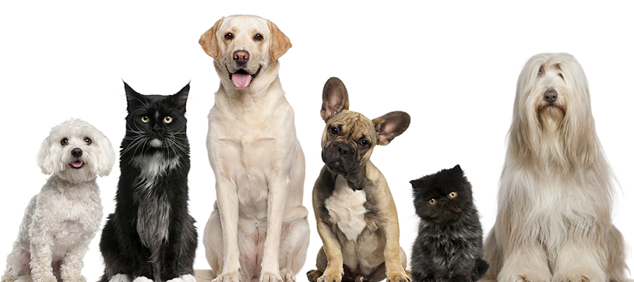 Miami Veterinary Clinic