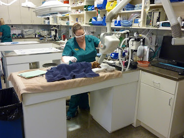 Middletown Animal Hospital