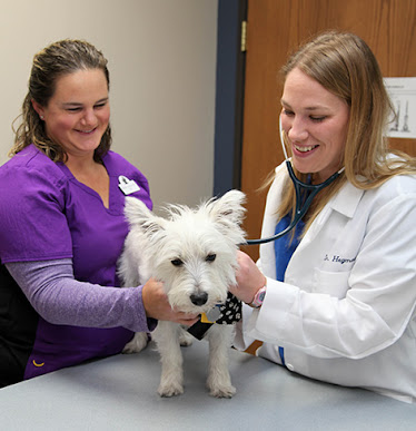 Mille Lacs Veterinary Clinic at Foley