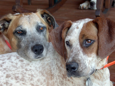 Monroe County Animal Hospital