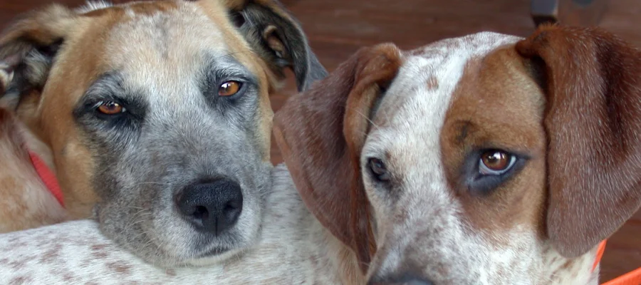 Monroe County Animal Hospital
