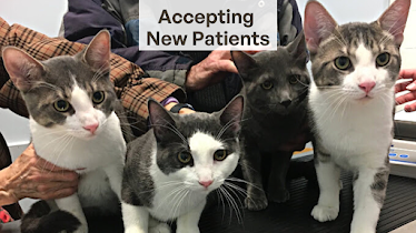 Morrisburg Animal Hospital