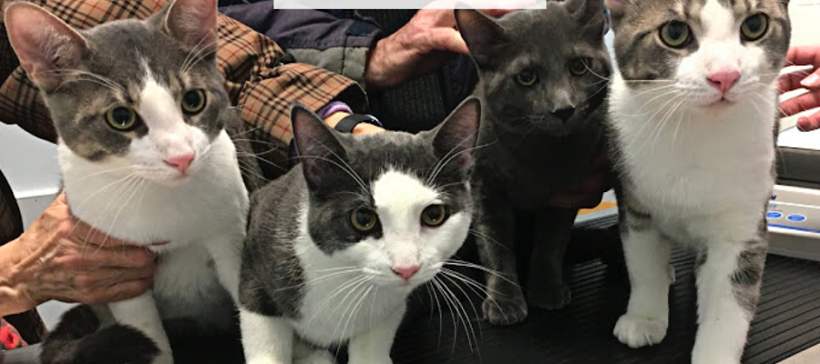 Morrisburg Animal Hospital