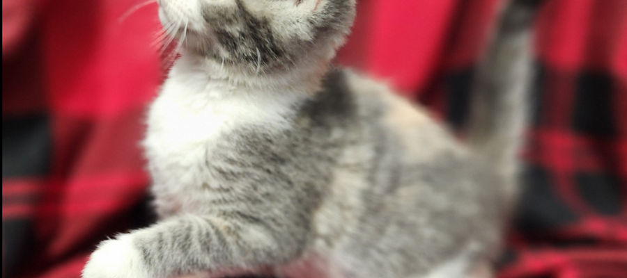 Mountain View Veterinary Clinic