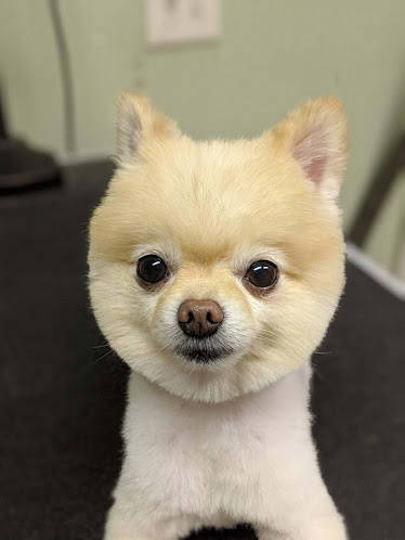 New Georgia Animal Hospital