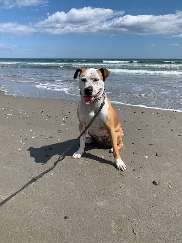 North Kingstown Animal Hospital