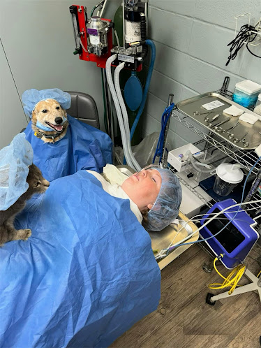 Northside Animal Hospital & Urgent Care