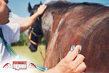 Performance Equine Veterinary Services