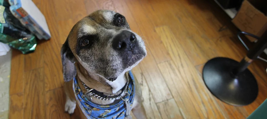 Pet Health Clinic
