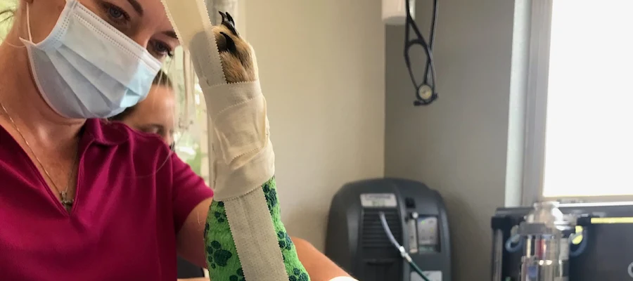 Pet's Choice Animal Hospital