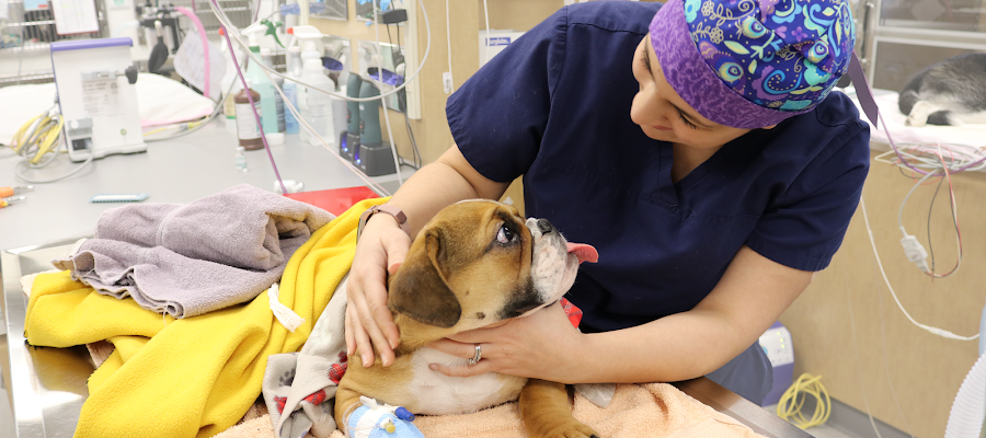 Pieper Memorial Veterinary Center