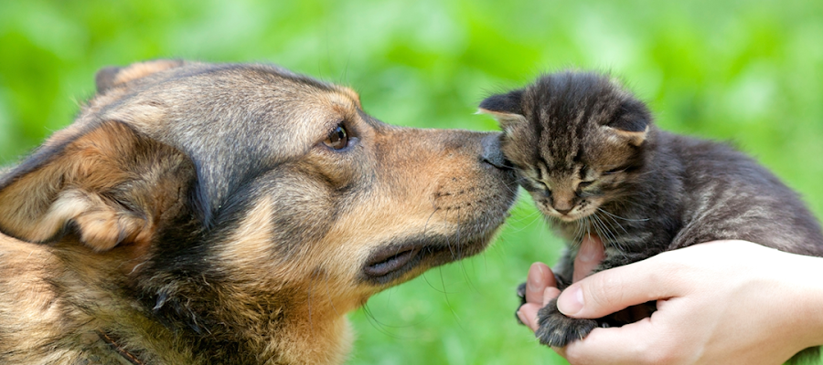 Rivertown Animal Hospital