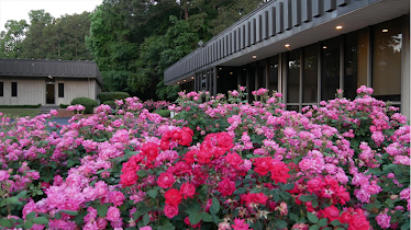 Rosa Gynecology