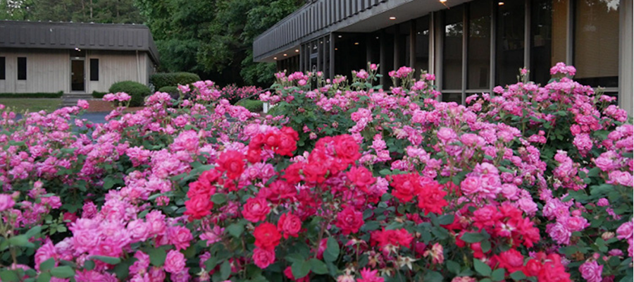Rosa Gynecology