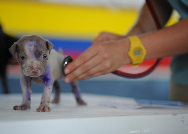 Salina Animal Medical Clinic