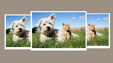 Shamrock Animal Hospital