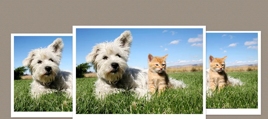 Shamrock Animal Hospital