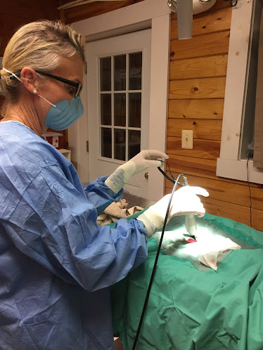 Tally Oaks Veterinary Service