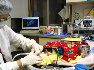 Timber's Veterinary Services