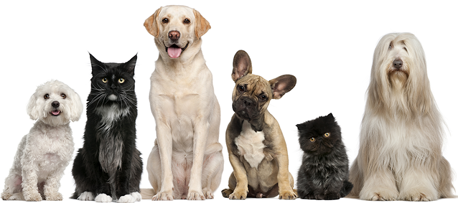 Tipp City Veterinary Hospital