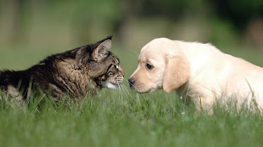Tipton Veterinary Services