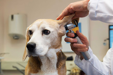 Trailside Veterinary Services