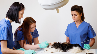 Vanderloo & White Animal Hospital