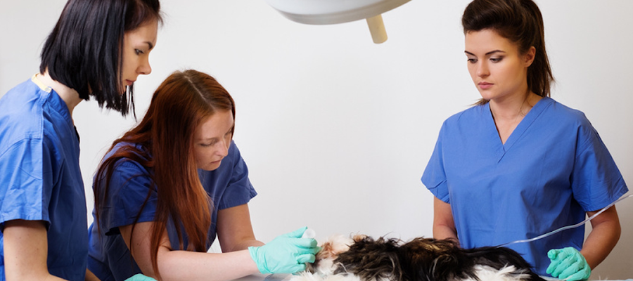 Vanderloo & White Animal Hospital