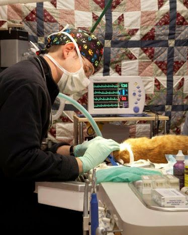 Veterinary Village ICSB WI/IL Brownsville Lomira Small Animal Clinic