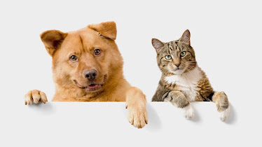 Village Veterinary Care