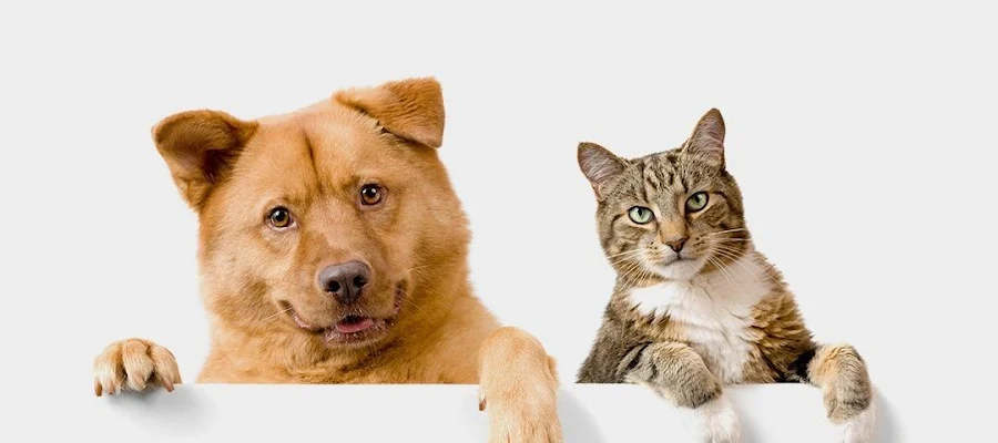 Village Veterinary Care