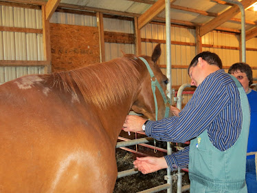 Wayside Veterinary Clinic