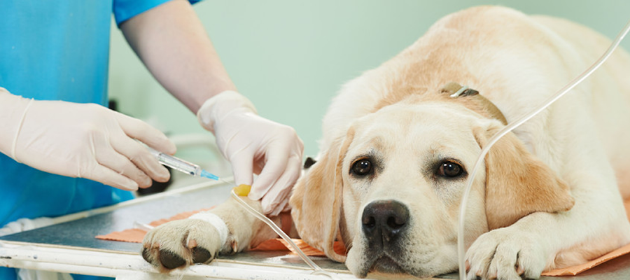 Wellsboro Small Animal Hospital P.C.